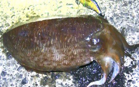 湾内タコだらけ、コウイカ、メバルカサゴは型がよくなってきました